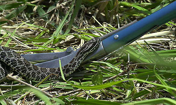 Professional Snake Control Service by Verified Fumigation Experts