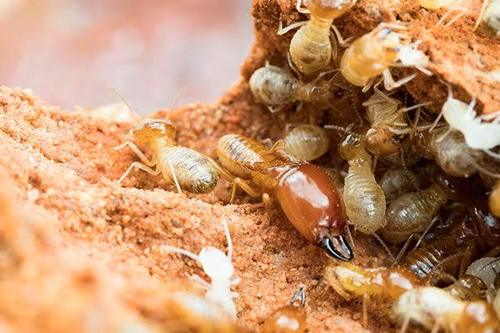 Termite Control Service