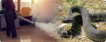 Professional Snake Control Service by Verified Fumigation Experts - Image 3