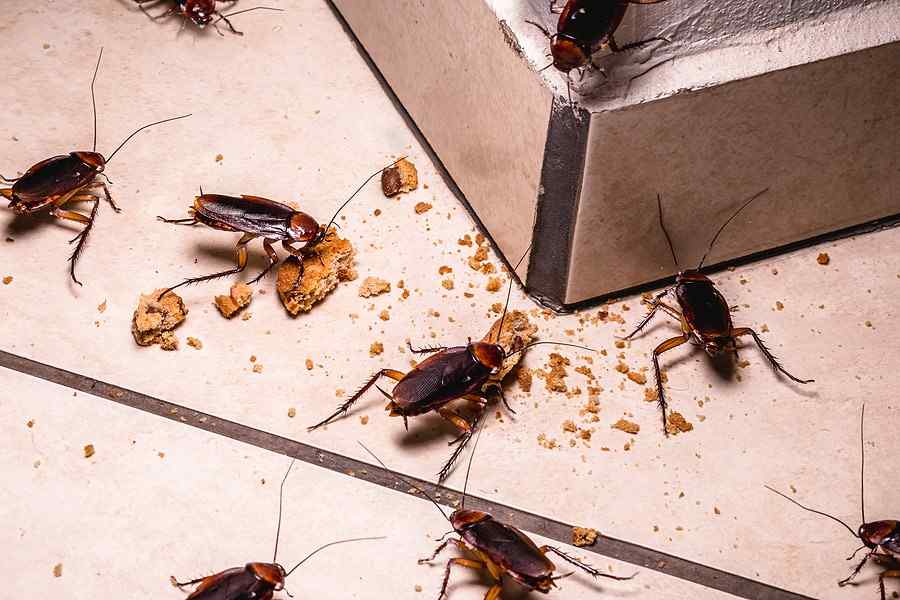Cockroach Control Service by Verified Fumigation Experts - Image 4