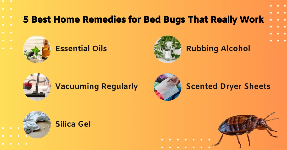 Professional Bedbug Treatment Service | Verified Fumigation Experts - Image 2