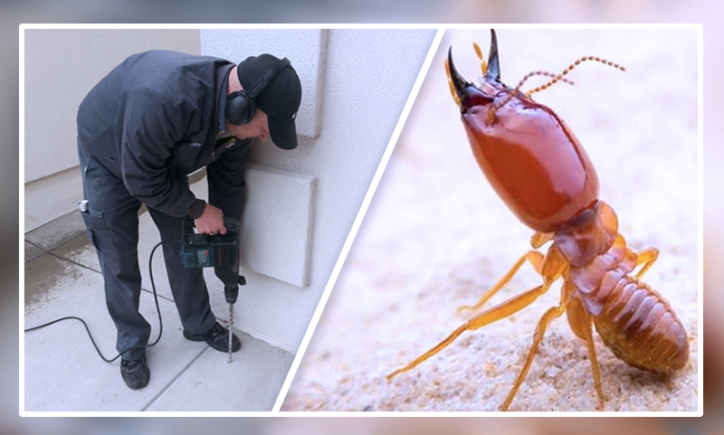 Termite Control Service - Image 3